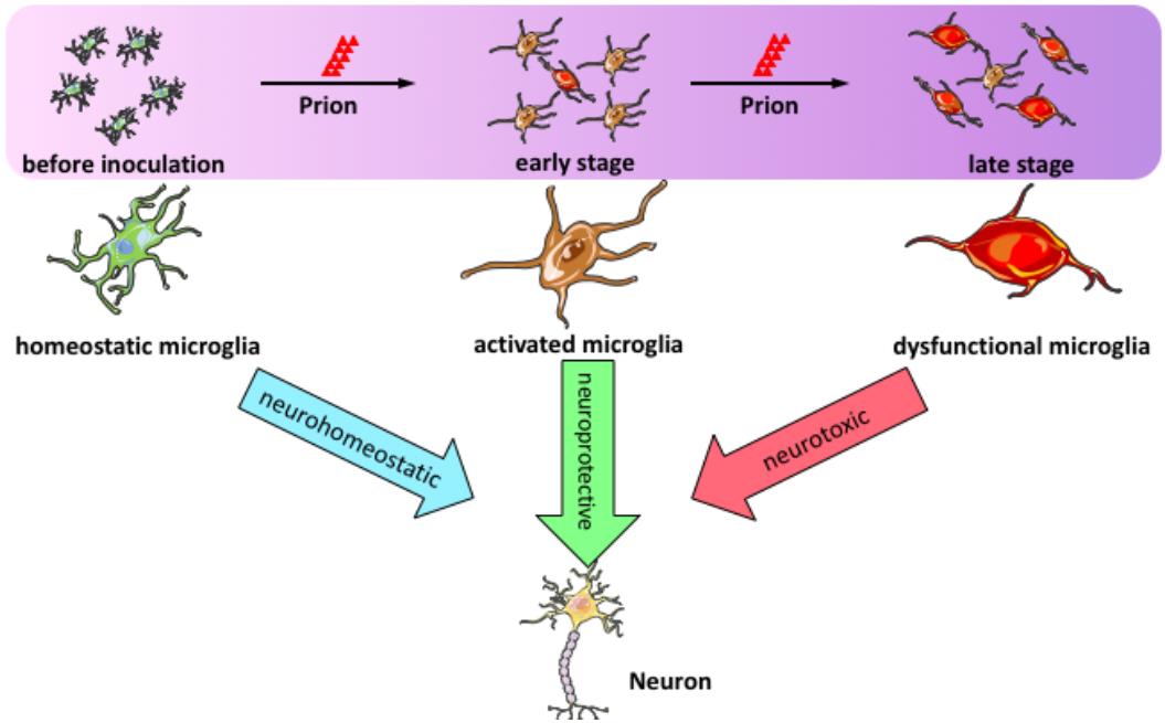 Fig.1 The role of microglia in prion diseases. (Li, Meiling and Caihong, 2021)