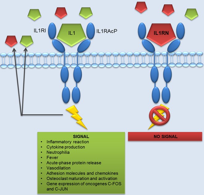 IVD Antibody Development Services for IL-1 Receptor Antagonist Marker
