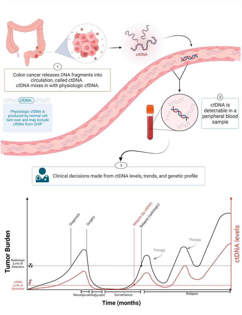 ctDNA during cancer progression.