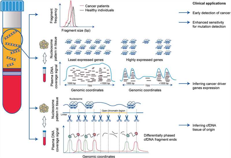 Clinical applications of genome-wide ctDNA fragmentation analysis in cancer.