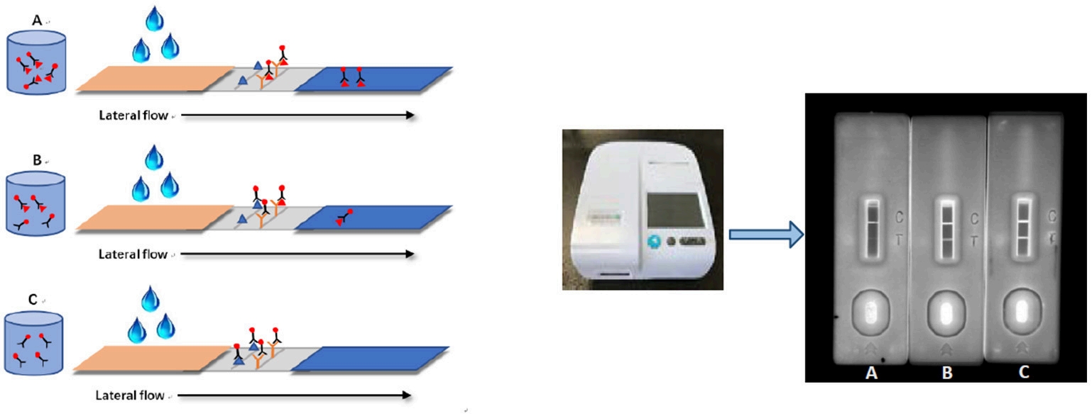Fig.10 Quantum Dot-based immunochromatographic. (Liu, et al., 2019)
