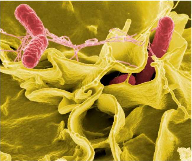 Fig.1 Infectious bacteria illustration. (https://commons.wikimedia.org/wiki/File:Salmonella_Bacteria_(5613656967).jpg)