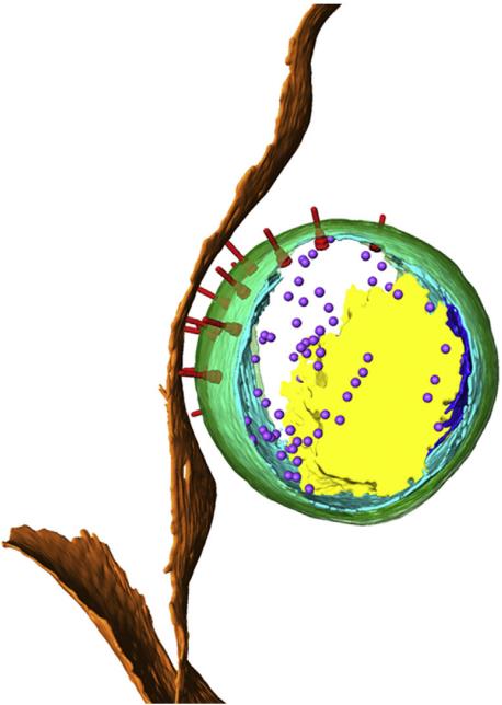 Fig.1 The C. trachomatis elementary body structure. (Nans, Charlotte and Richard, 2015)
