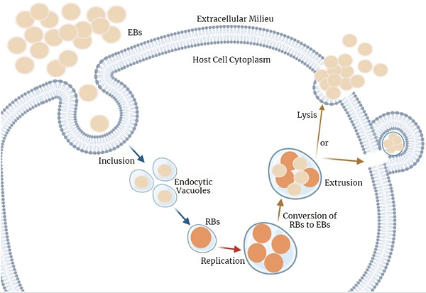 Fig.2 Mechanism of C. trachomatis infection. (Rodrigues, Carlos and Nuno, 2022)