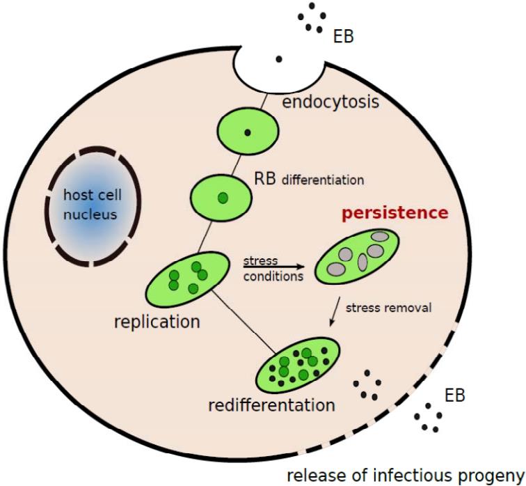 Fig.3 Cell cycle of C. pneumoniae. (Di, et al., 2013)