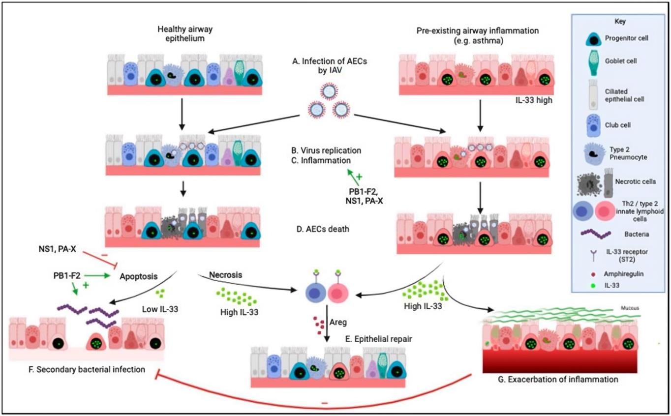 Fig.1 Respiratory infection with influenza A virus. (Rozario, et al., 2021)