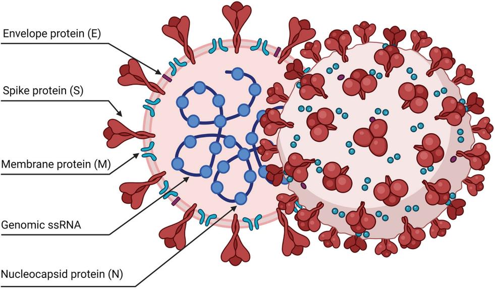 Fig.2 A structural view of the SARS-CoV-2 virus. (Pizzato, et al., 2022)