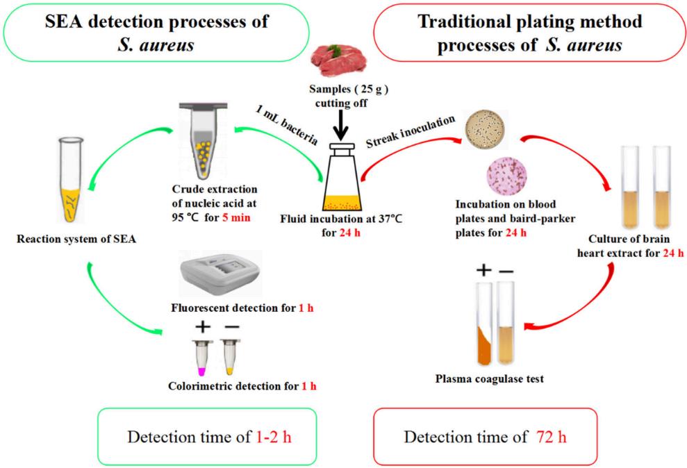 Fig.2 A comparison of S. aureus detection using SEA and classic plating methods. (Liu, et al., 2019)