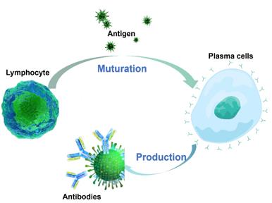 IVD Antibody and Antigen Products