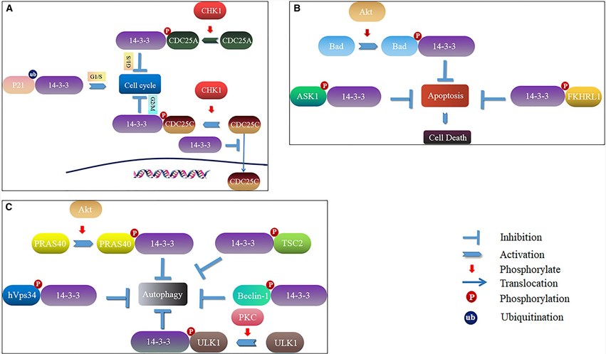 The main roles of 14-3-3 Proteins in cell signalling pathway. (Liu, et al., 2021)