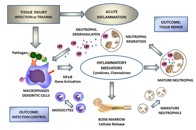 Lactoferrin mediates cellular responses to inflammation caused by infection and trauma.