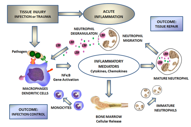 Lactoferrin mediates cellular responses to inflammation caused by infection and trauma. 