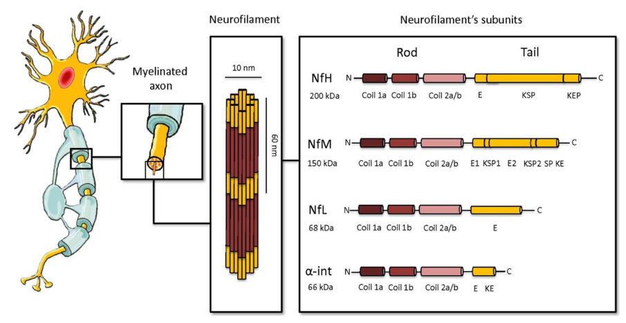 Overview of the structure of neurofilaments and the subunits.