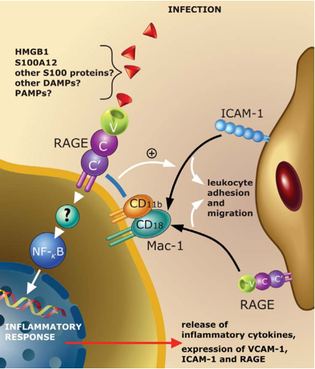 S100A12 mediates cellular responses to inflammation caused by infection. 