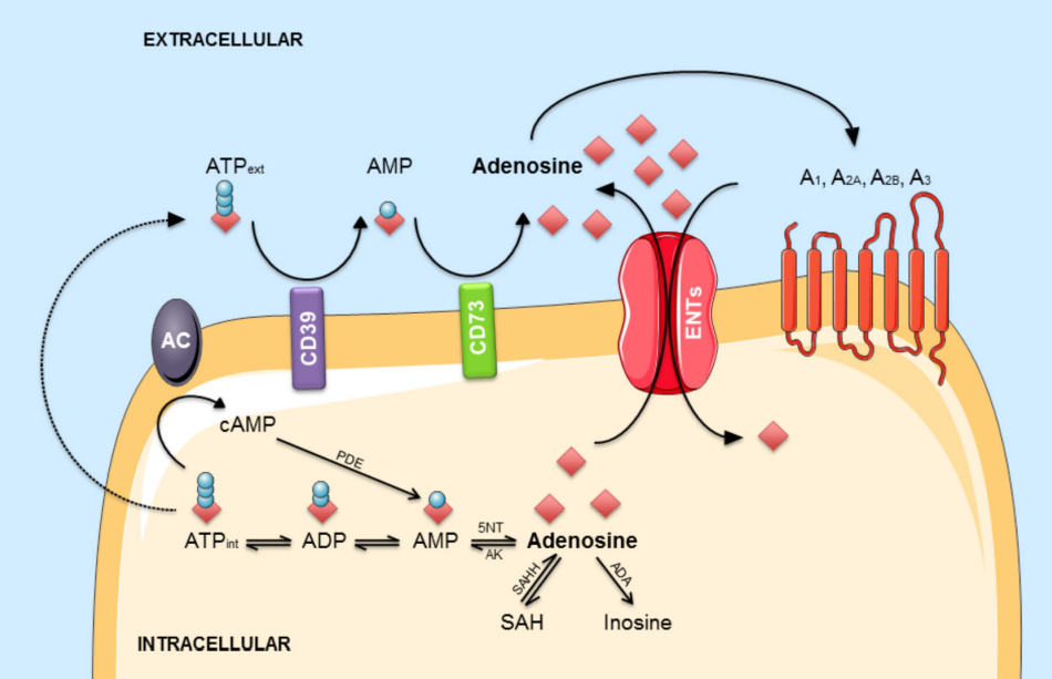 Fig.1 Adenosinergic pathways. (Cellai, et al., 2018)