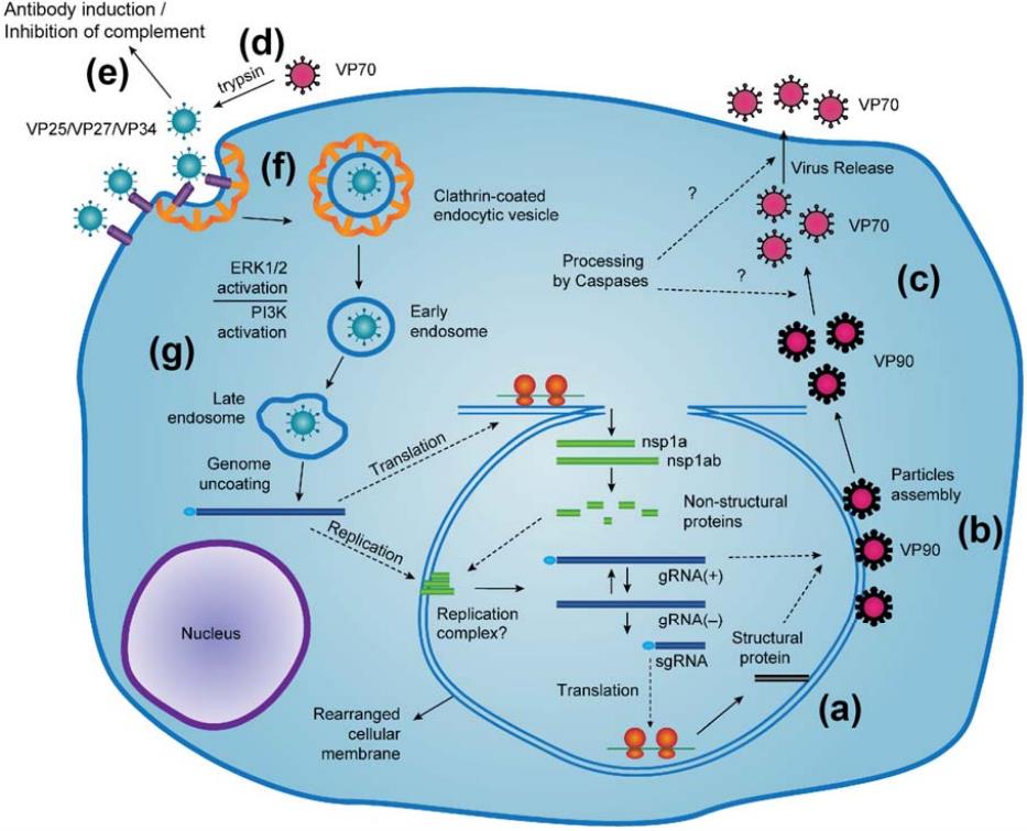Fig.1 Astroviruses replication. (Arias and Rebecca, 2017)