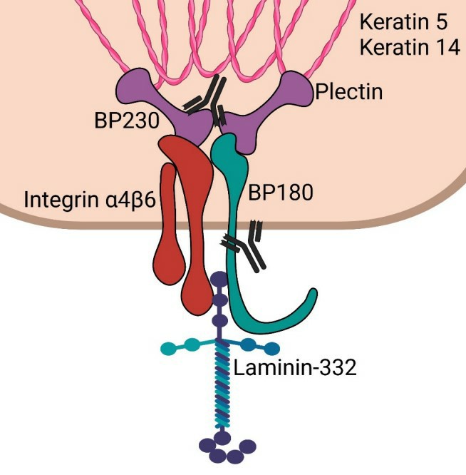 A diagram of BP230 and plectin binding to keratin intermediate filaments.