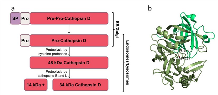 Maturation and structure of Cathepsin D.