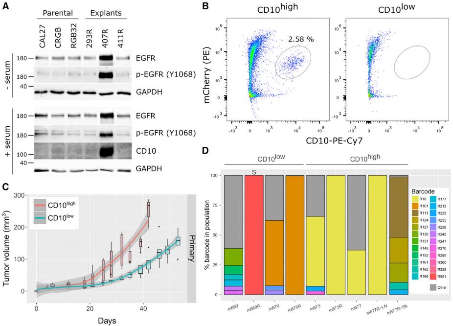 Fig.2 Expression of cell-surface protein CD10 is shared by some tumor-initiating clones (TICs) or recurrent TICs (RTICs). (Roh, et al., 2018)