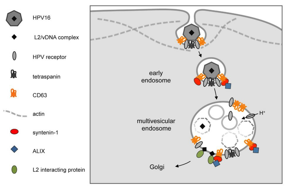 Model of CD63-syntenin-ALIX-dependent trafficking pathway of internalized HPV16. (Gräßel, et al., 2016)