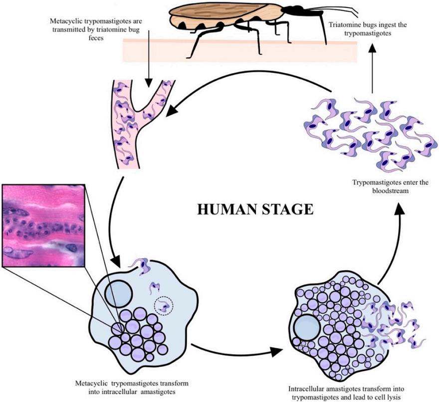 Fig.1 T. cruzi replication cycle. (Medina-Rincón, et al., 2021) 