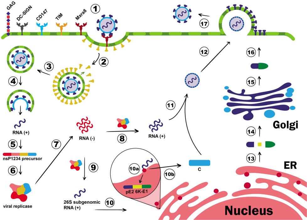 Fig.1 Pathogenesis of CHIK. (Constant, et al., 2021)