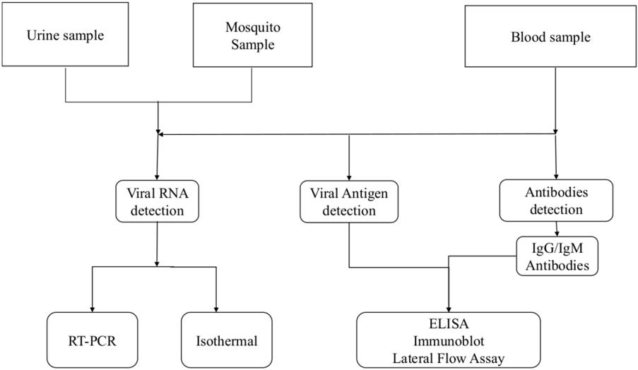 Fig.2 Diagnostic algorithm for chikungunya virus infections. (Simo, Felicity and Nigel, 2023)