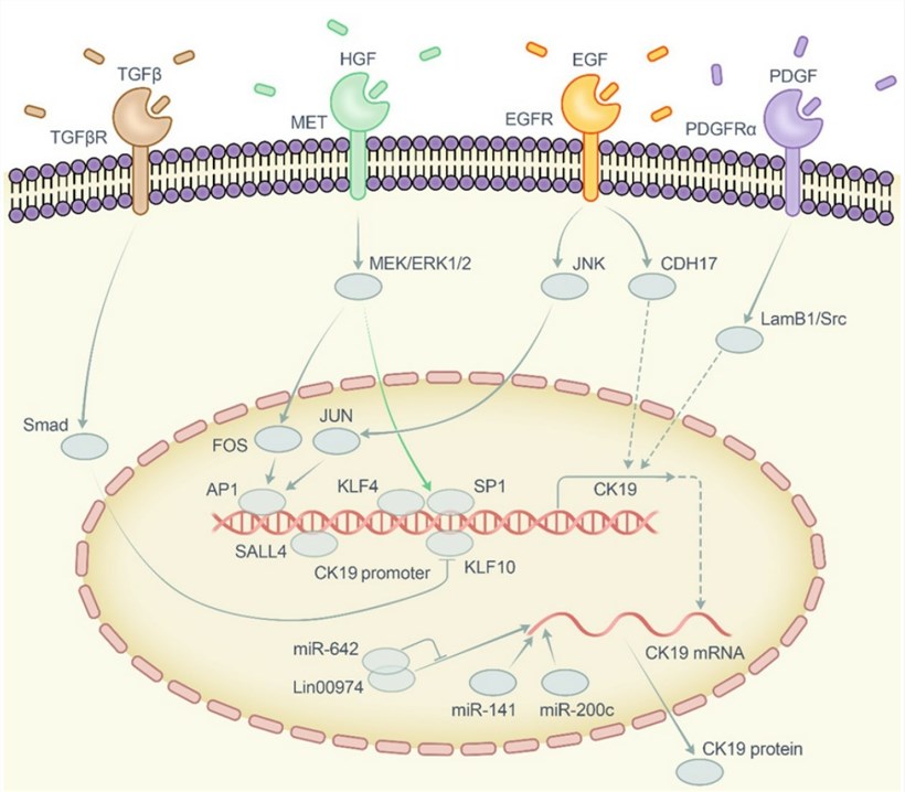 Diagrammatic sketch of the regulatory network of CK19.