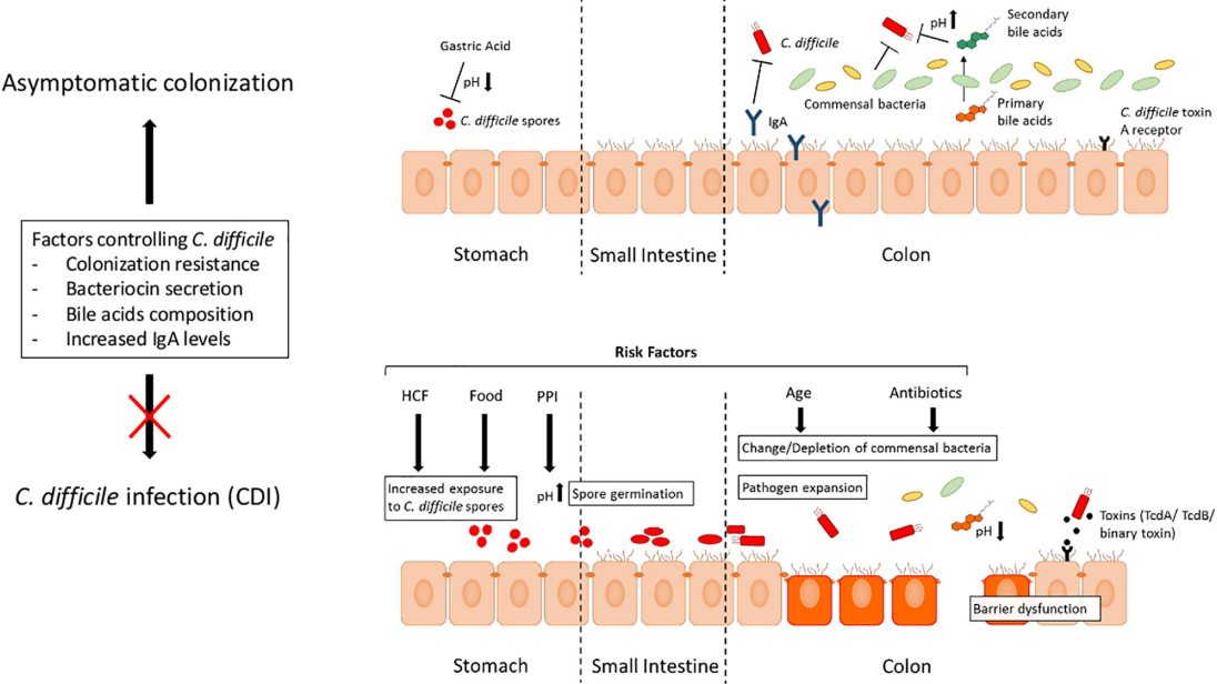 Fig.1 Asymptomatic C. difficile colonization and onward transmission. (Schaeffler and Anne, 2018)