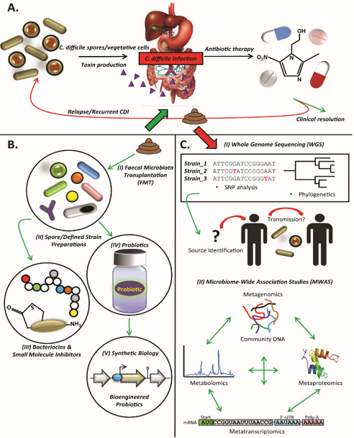 Fig.2 The C. difficile infection (CDI). (Culligan and Roy, 2016)