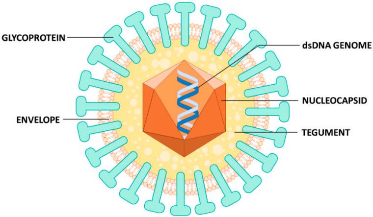 Fig.1 Human CMV virion structure. (Gugliesi, et al., 2020)