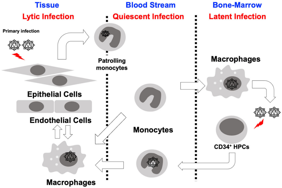 Fig.2 Human CMV infection, latency and reactivation cycle. (Min, et al., 2020)