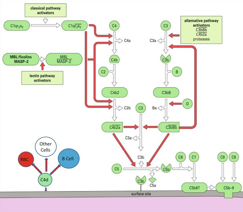 Regulation network of complement activation.