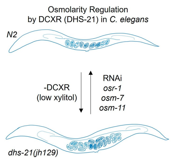 A schematic diagram of DCXR/DHS-21 regulating osmolality in C. elegans.