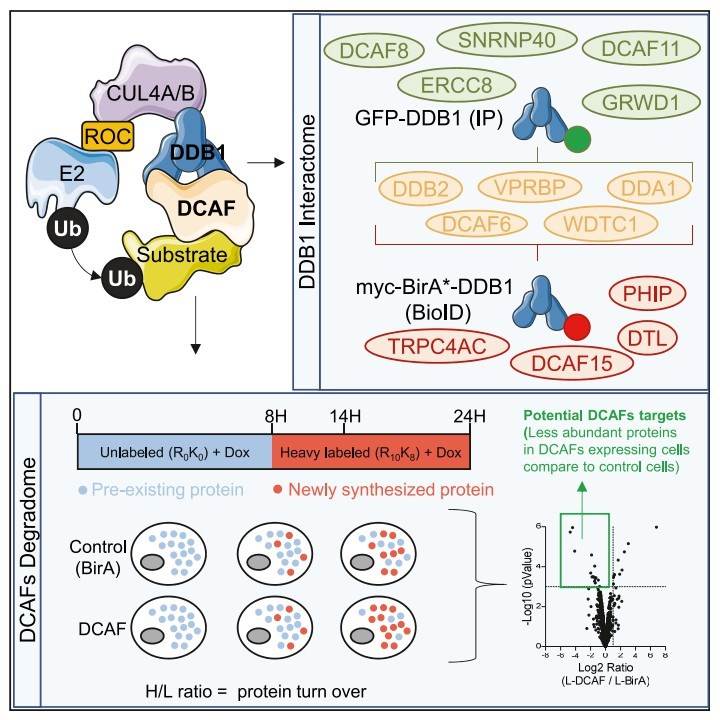 Cellular functions and protein substrates of DDB1-CUL4-associated factors.