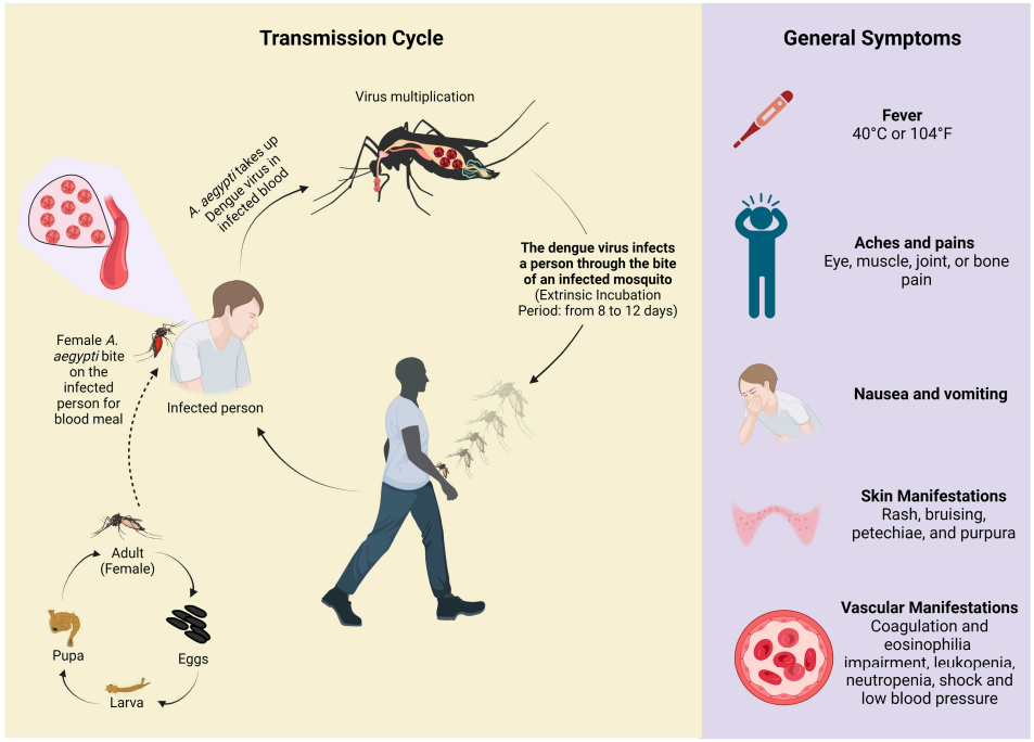 Fig.2 Symptoms and transmission of dengue. (Lessa, et al., 2023)