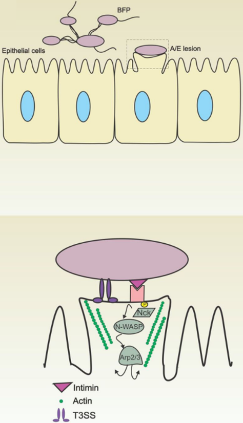 Fig.2 Infection strategies of enteropathogenic E. coli. (Reis and Fabiana, 2010)
