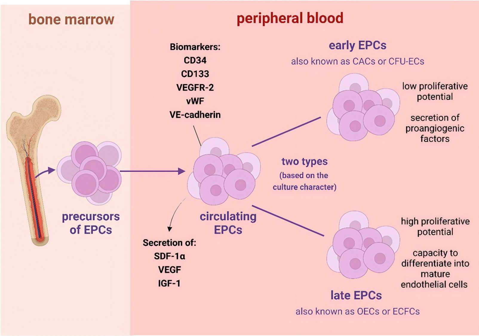 Characteristics of endothelial progenitor cells. (Rudnicka-Drożak, et al., 2022)