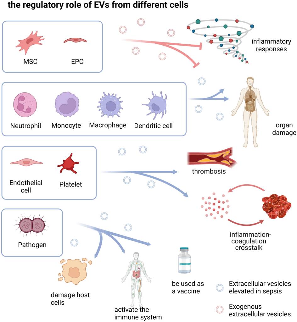 the regulatory role of EPCs in sepsis. (Tian, et al., 2022)
