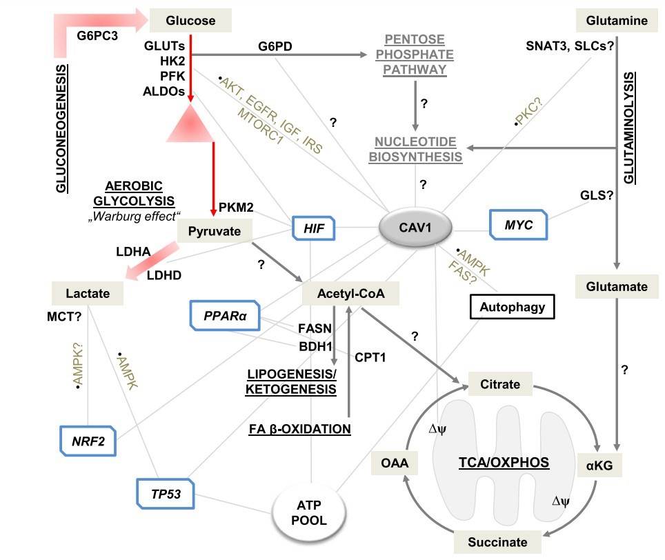 A schematic diagram summarizing the metabolic processes and targets associated with Caveolin-1.