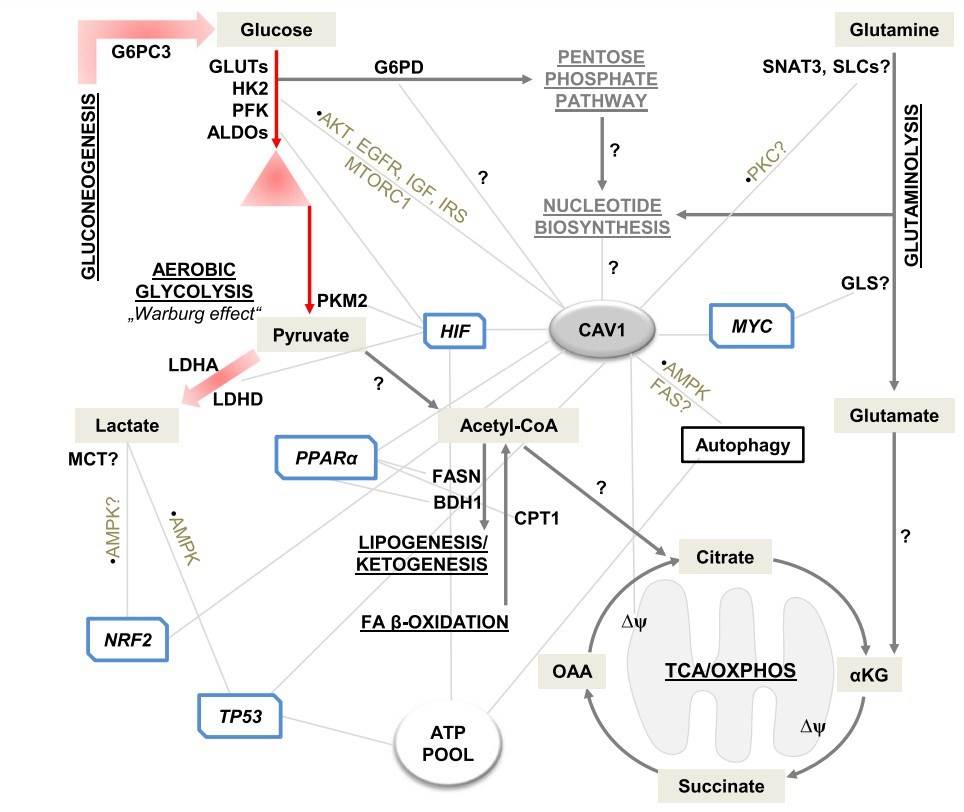 Schematic representation of metabolic processes and targets associated with Caveolin-1. (Nwosu, et al., 2016)