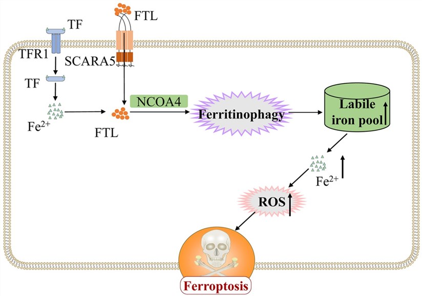 SCARA5 binds to FTL to induce ferroptosis in ESCC cells. (Liu, et al., 2022)