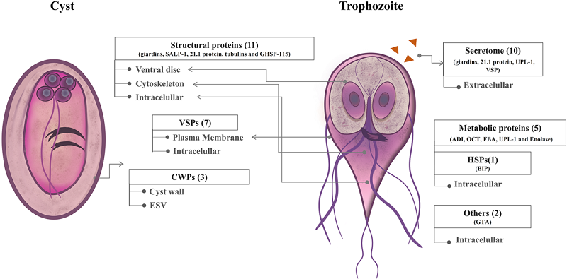 Fig.1 The localization of Giardia Lamblia immunogenic proteins within cells. (Garzon, et al., 2021)
