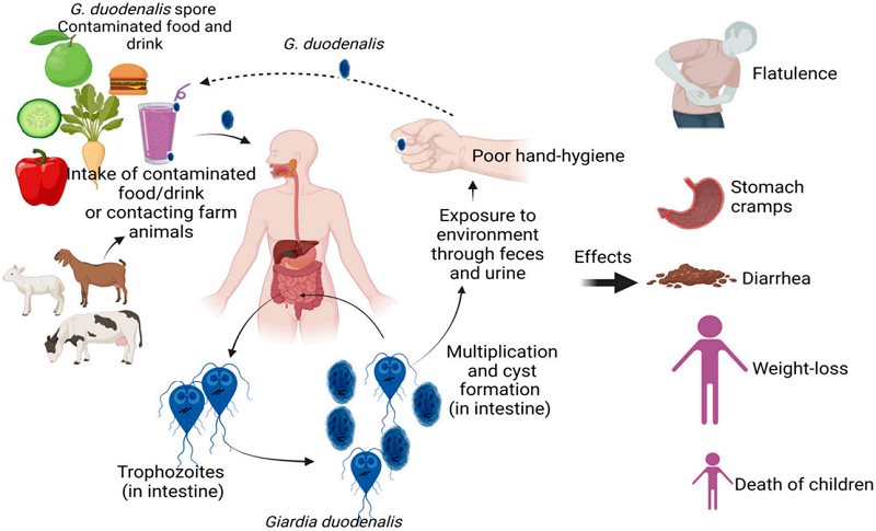 Fig.2 Giardia duodenalis life cycle. (Sangkanu, et al., 2022)