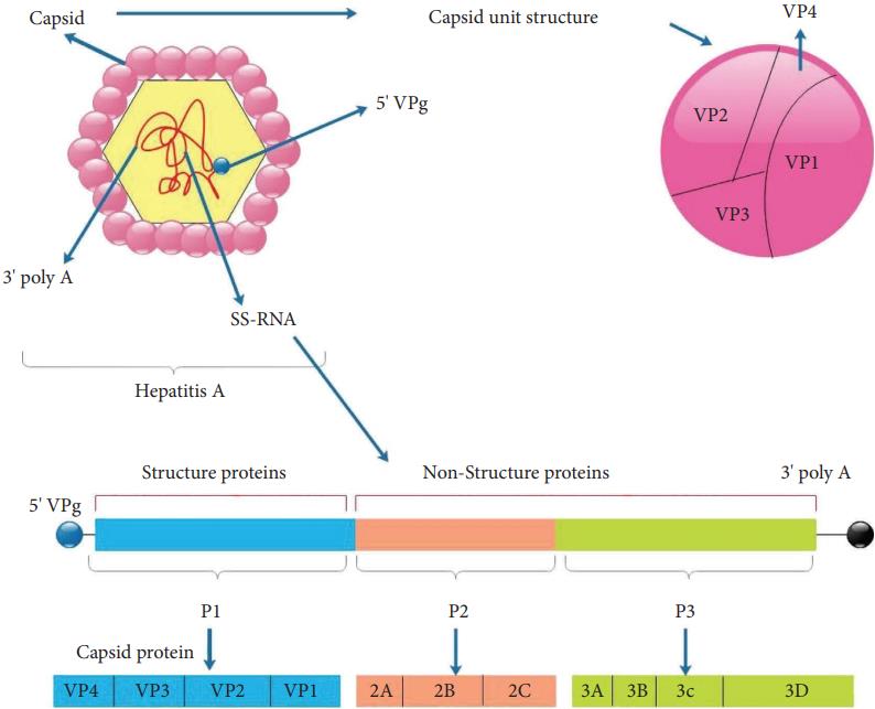 Fig.1 Hepatitis A virus structure. (Gholizadeh, et al., 2023)
