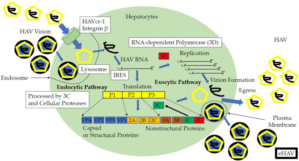Fig.2 Hepatitis A virus replication cycle and anti-HAV drug targets (open squares). (Kanda, et al., 2020)