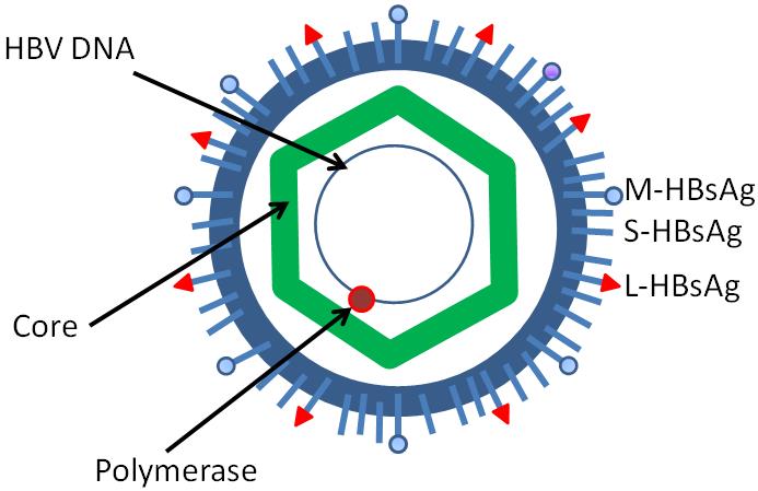 Fig.1 Hepatitis B virus structure. (https://commons.wikimedia.org/wiki/File:HBV.png)