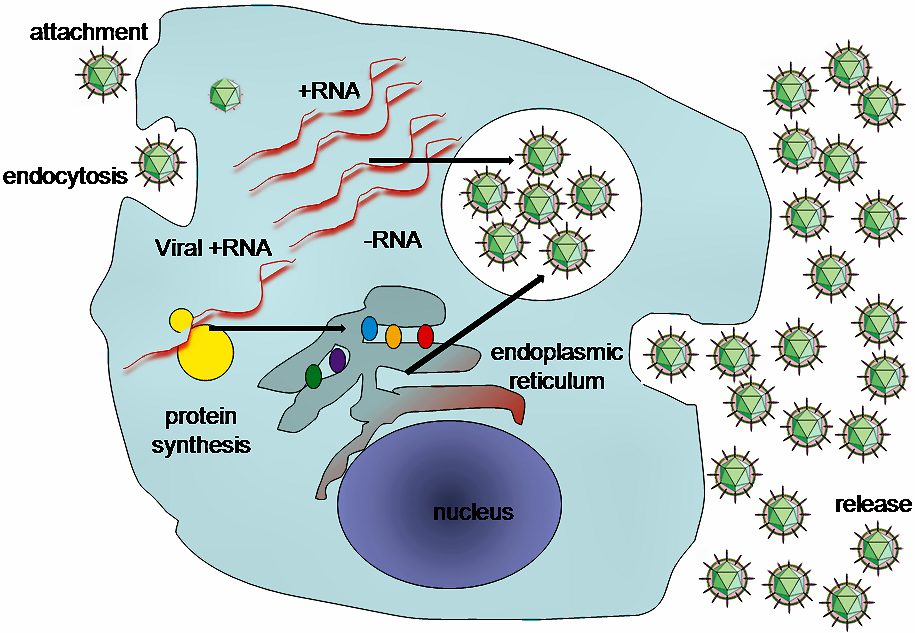 Fig.2 Life cycle of hepatitis C virus. (https://commons.wikimedia.org/wiki/File:HepC_replication.png)