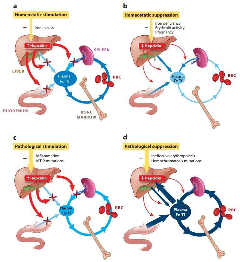 The important homeostatic role of Hepcidin.