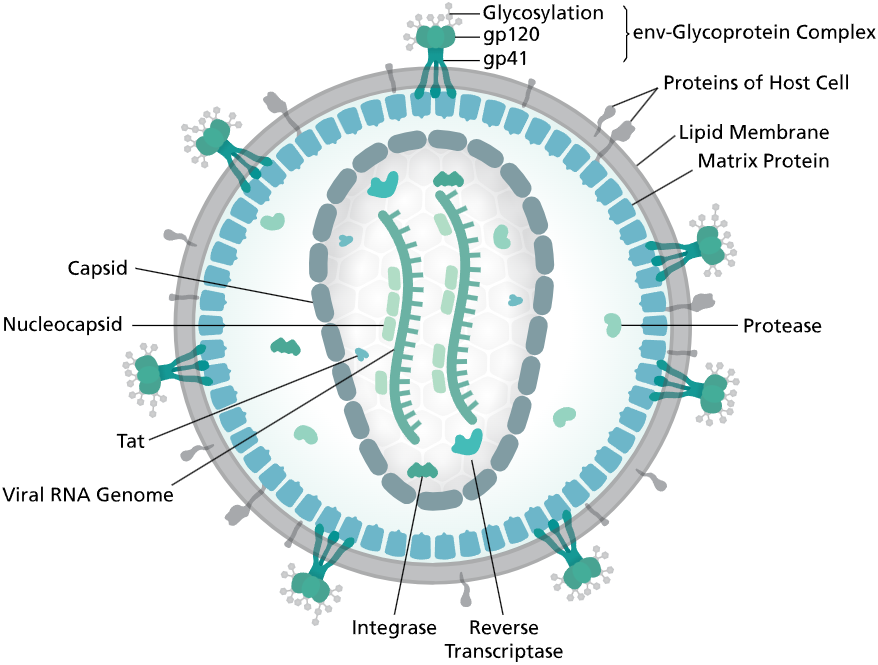 Fig.1 Human immunodeficiency virus structure (https://commons.wikimedia.org/wiki/File:HI-virion-structure_en.svg)